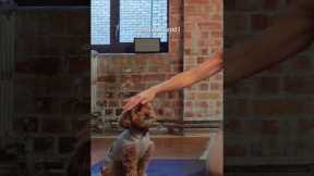 Your Christmas boost...🤣💪💕 #pilates #pilatescore