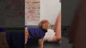 Teddy said it’s abs day 🐶 Who’s in, Familia? #dog #abs #fitness #lillysabri